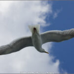 GPS:  Altitude:  -  -  -   -  -   -  -