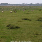 GPS: 50°12'59.454" N 1°39'10.9872" E Altitude: -10,1 m -  -  -   -  -   -  -