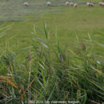 GPS: 50°12'59.166" N 1°39'10.5588" E Altitude: 30,5 m -  -  -   -  -   -  -