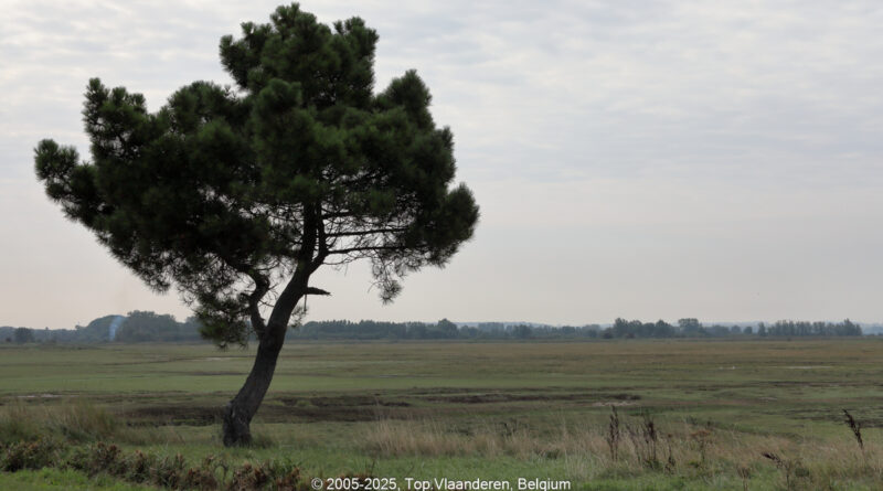 GPS: 50°12'35.5068" N 1°40'34.4928" E Altitude: 4,3 m -  -  -   -  -   -  -