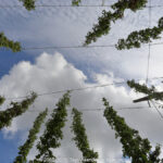 GPS: 50°49'58.3752" N 2°42'9.144" E Altitude: 19,5 m -  -  -   -  -   -  -