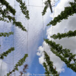 GPS: 50°49'58.3752" N 2°42'9.144" E Altitude: 19,5 m -  -  -   -  -   -  -