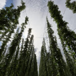 GPS: 50°49'59.4768" N 2°42'9.7632" E Altitude: 5,6 m -  -  -   -  -   -  -