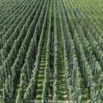 GPS: 50°50'31.9632" N 2°38'16.2348" E Altitude: 34,6 m -  -  -   -  -   -  -