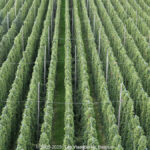GPS: 50°50'31.9632" N 2°38'16.2348" E Altitude: 34,6 m -  -  -   -  -   -  -