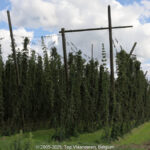 GPS: 50°50'16.746" N 2°42'4.3812" E Altitude: 3,4 m -  -  -   -  -   -  -
