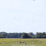 GPS: 51°21'25.3188" N 3°21'16.1172" E Altitude: 2,8 m -  -  -   -  -   -  -