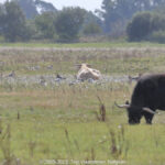 GPS: 51°21'30.204" N 3°20'59.334" E Altitude: 6,3 m -  -  -   -  -   -  -