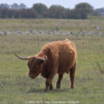 GPS: 51°21'30.204" N 3°20'59.334" E Altitude: 6,3 m -  -  -   -  -   -  -
