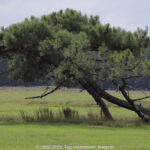 GPS: 51°21'28.728" N 3°20'39.8292" E Altitude: 11,5 m -  -  -   -  -   -  -