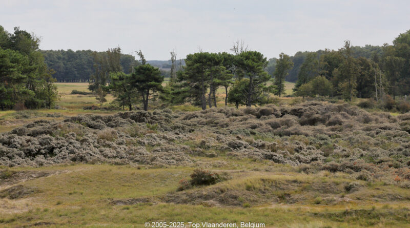 GPS: 51°21'45.63" N 3°20'21.12" E Altitude: -30,2 m -  -  -   -  -   -  -