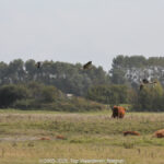 GPS: 51°21'29.4048" N 3°20'57.156" E Altitude: 89,1 m -  -  -   -  -   -  -
