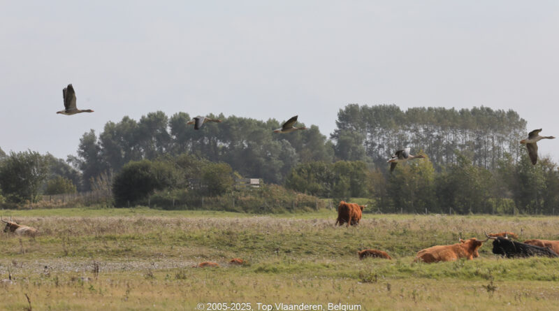 GPS: 51°21'29.4048" N 3°20'57.156" E Altitude: 89,1 m -  -  -   -  -   -  -
