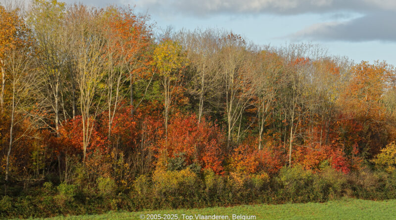 GPS: 50°50'54.96" N 2°58'54.4152" E Altitude: 47,3 m -  -  -   -  -   -  -