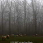 GPS: 50°47'3.03" N 2°49'56.7228" E Altitude: 11,5 m -  -  -   -  -   -  -