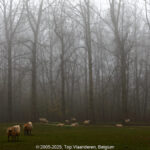 GPS: 50°47'3.03" N 2°49'56.7228" E Altitude: 11,5 m -  -  -   -  -   -  -