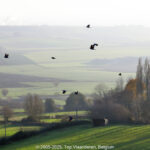 GPS: 50°46'39.324" N 2°48'44.2872" E Altitude: 254,5 m - België -  -  Heuvelland -  -   -  -