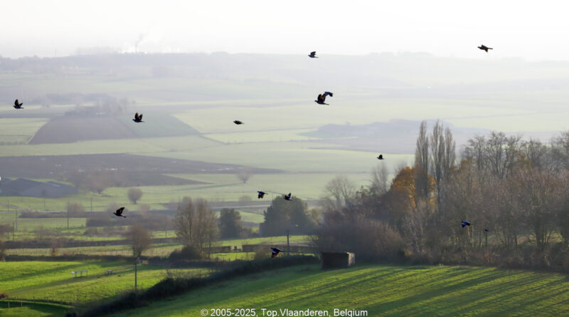 GPS: 50°46'39.324" N 2°48'44.2872" E Altitude: 254,5 m - België -  -  Heuvelland -  -   -  -