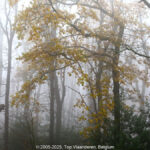 GPS: 50°46'43.0788" N 2°48'43.2792" E Altitude: 89,2 m - België -  -  Heuvelland -  -   -  -