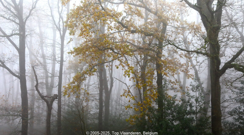 GPS: 50°46'43.0788" N 2°48'43.2792" E Altitude: 89,2 m - België -  -  Heuvelland -  -   -  -