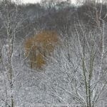 GPS: 50°46'41.3688" N 2°48'45.018" E Altitude: 142,4 m - België -  -  Heuvelland -  -   -  -