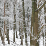 GPS: 50°46'41.1888" N 2°48'45.792" E Altitude: 167,9 m - België -  -  Heuvelland -  -   -  -