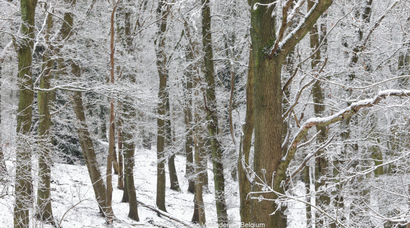 GPS: 50°46'41.1888" N 2°48'45.792" E Altitude: 167,9 m - België -  -  Heuvelland -  -   -  -
