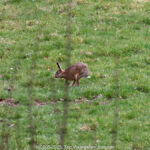 GPS: 50°46'42.2112" N 2°48'46.188" E Altitude: 137,8 m - België -  -  Heuvelland -  -   -  -