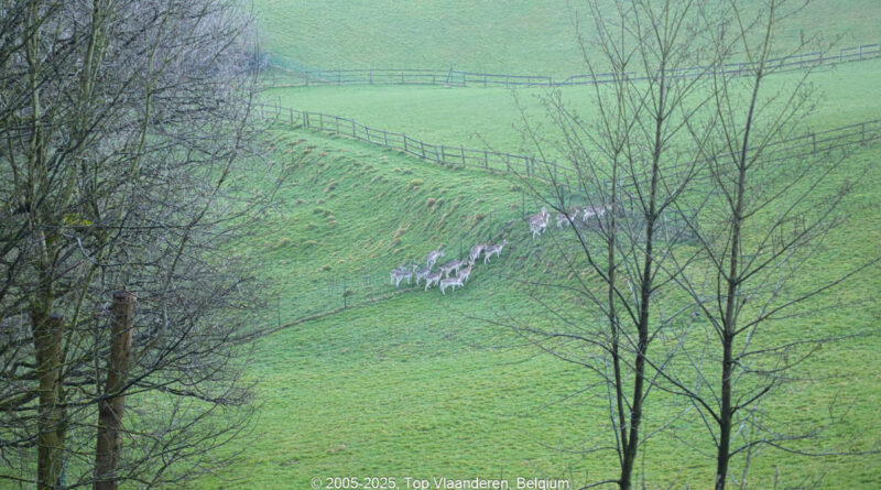 GPS: 50°46'41.646" N 2°48'44.874" E Altitude: 182,6 m - België -  -  Heuvelland -  -   -  -
