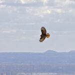 GPS: 50°46'35.742" N 2°48'38.88" E Altitude: 220,5 m - België -  -  Heuvelland -  -   -  -
