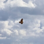 GPS: 50°46'40.476" N 2°48'45.4032" E Altitude: 216,2 m - België -  -  Heuvelland -  -   -  -