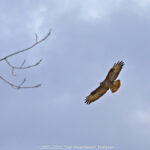 GPS: 50°46'40.476" N 2°48'45.4032" E Altitude: 216,2 m - België -  -  Heuvelland -  -   -  -