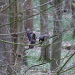 GPS: 50°46'42.6072" N 2°48'46.2312" E Altitude: 99,9 m - België -  -  Heuvelland -  -   -  -