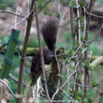 GPS: 50°46'42.474" N 2°48'46.2348" E Altitude: 109,8 m - België -  -  Heuvelland -  -   -  -