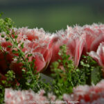 GPS: 50°46'40.494" N 2°48'43.6752" E Altitude: 258,2 m - België -  -  Heuvelland -  -   -  -
