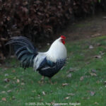 GPS: 50°46'40.26" N 2°48'45.0468" E Altitude: 183,8 m - België -  -  Heuvelland -  -   -  -