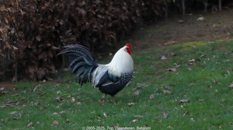 GPS: 50°46'40.26" N 2°48'45.0468" E Altitude: 183,8 m - België -  -  Heuvelland -  -   -  -
