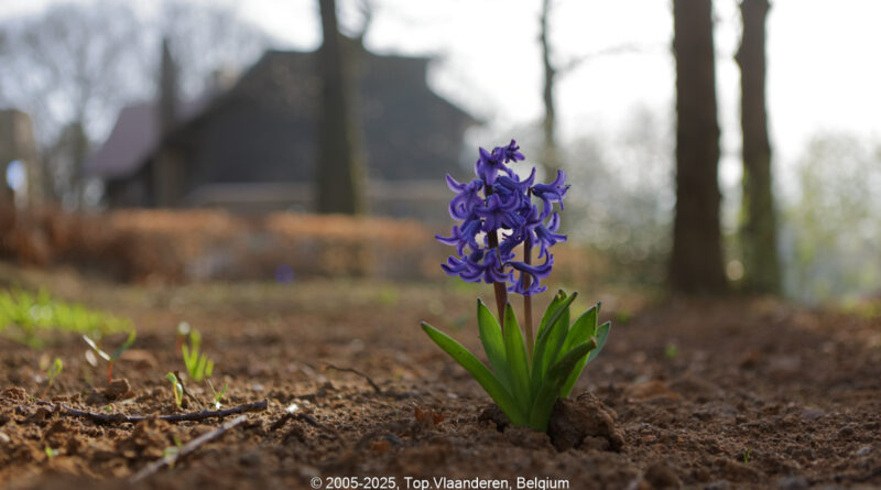 GPS: 50°46'40.9008" N 2°48'42.4908" E Altitude: 112,3 m - België -  -  Heuvelland -  -   -  -