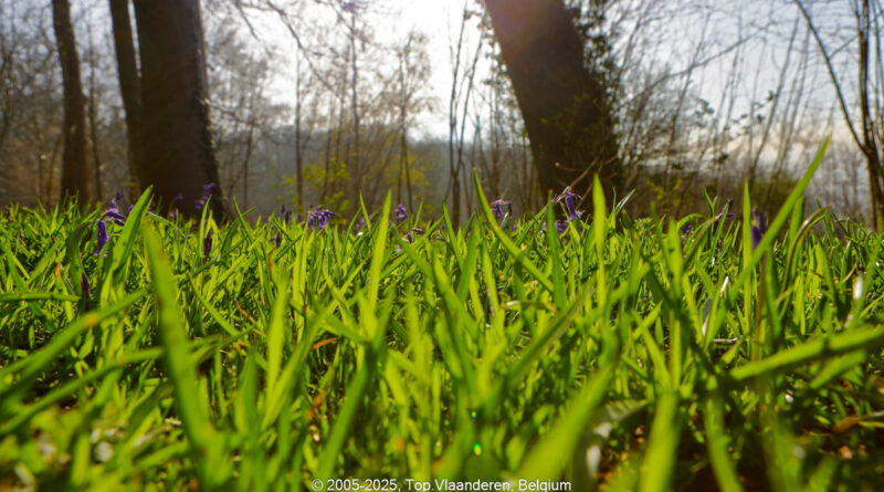 GPS: 50°46'39.774" N 2°48'42.4188" E Altitude: 103,6 m - België -  -  Heuvelland -  -   -  -
