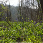 GPS: 50°46'39.0288" N 2°48'42.0768" E Altitude: 110,4 m - België -  -  Heuvelland -  -   -  -
