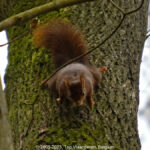 GPS: 50°46'39.324" N 2°48'48.3768" E Altitude: 261,2 m - België -  -  Heuvelland -  -   -  -