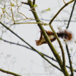 GPS: 50°46'39.324" N 2°48'48.3768" E Altitude: 261,2 m - België -  -  Heuvelland -  -   -  -