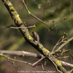 GPS: 50°46'41.9808" N 2°48'44.5032" E Altitude: 112,8 m - België -  -  Heuvelland -  -   -  -
