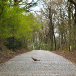GPS: 50°46'40.9512" N 2°49'3.0648" E Altitude: 125,7 m - België -  -  Heuvelland -  -   -  -