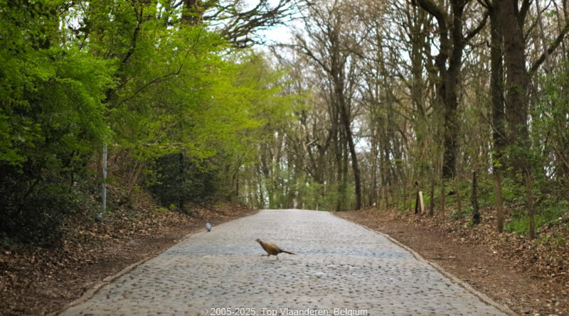 GPS: 50°46'40.9512" N 2°49'3.0648" E Altitude: 125,7 m - België -  -  Heuvelland -  -   -  -