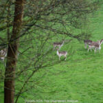 GPS: 50°46'41.4372" N 2°48'47.61" E Altitude: 273,4 m - België -  -  Heuvelland -  -   -  -