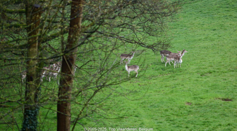 GPS: 50°46'41.4372" N 2°48'47.61" E Altitude: 273,4 m - België -  -  Heuvelland -  -   -  -