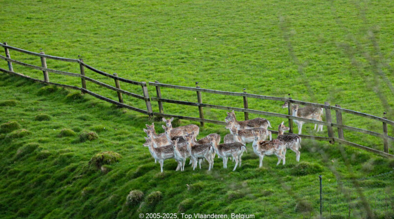 GPS: 50°46'40.098" N 2°48'43.686" E Altitude: 205,0 m - België -  -  Heuvelland -  -   -  -