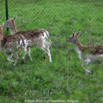 GPS: 50°46'41.664" N 2°48'43.668" E Altitude: 126,9 m - België -  -  Heuvelland -  -   -  -