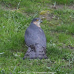 GPS: 50°46'40.9368" N 2°48'46.3392" E Altitude: 80,9 m - België -  -  Heuvelland -  -   -  -